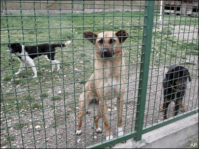 Street dogs seen at a dog shelter in the village of Harilac, Kosovo, on Wednesday, May 4, 2011, after they escaped the fate of fellow dogs which have become the target of a campaign to cull street dogs in Kosovo. (AP Photo / Visar Kryeziu)