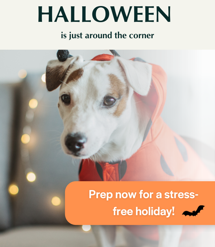 CBD Oil For Pets’ Anxiety This Halloween In Ireland