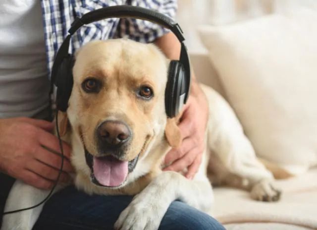 Music-for-dogs.jpg