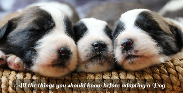 adopt-a-dog.jpg