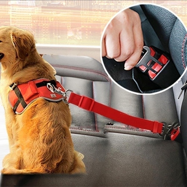 car-dog-safety.jpg