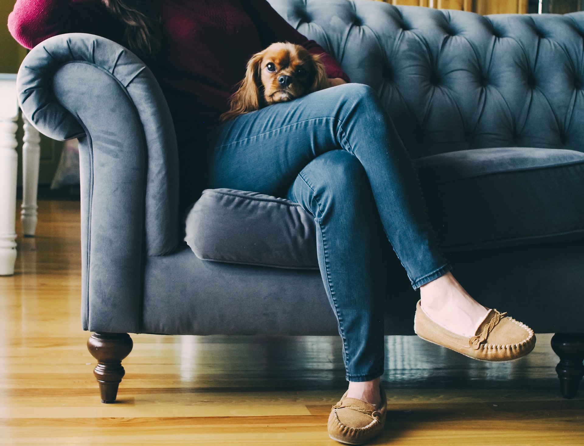 couch-potato-dog.jpg