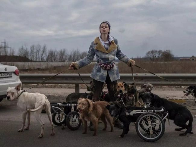 disabled-dogs-ukraine.jpg