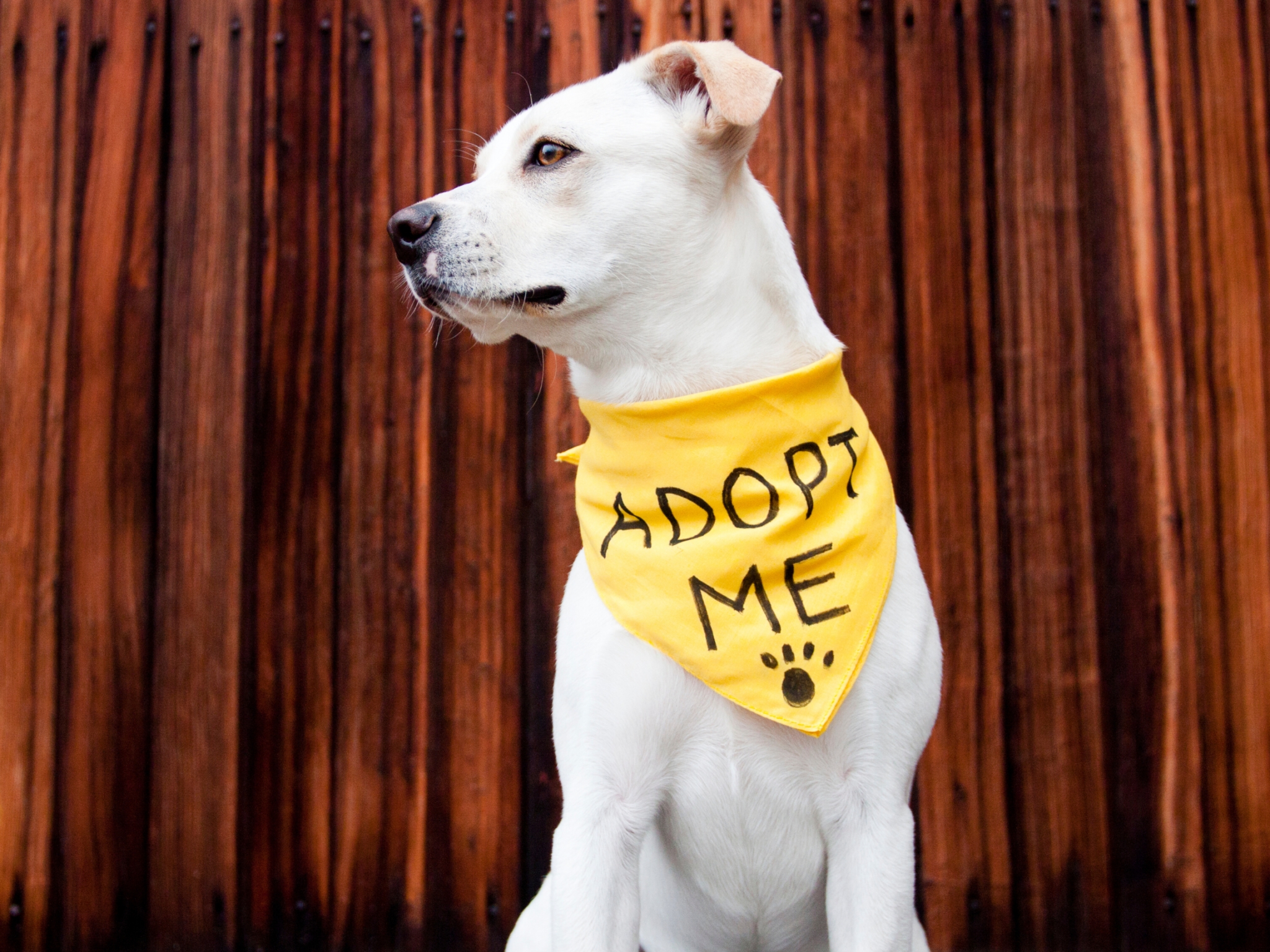 dog-adoption.jpg