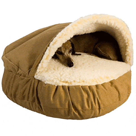 5 Important Features Of A Good Dog Bed
