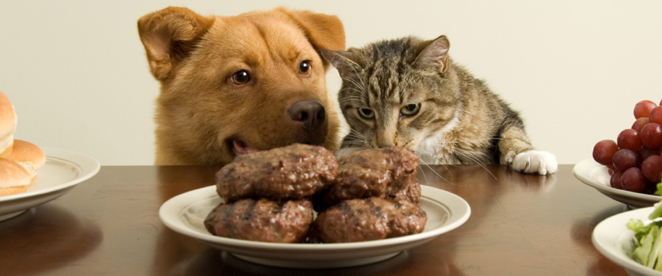 As Cats Convince Their Staff They Deserve Pricey Cuisine, Dogs Get
