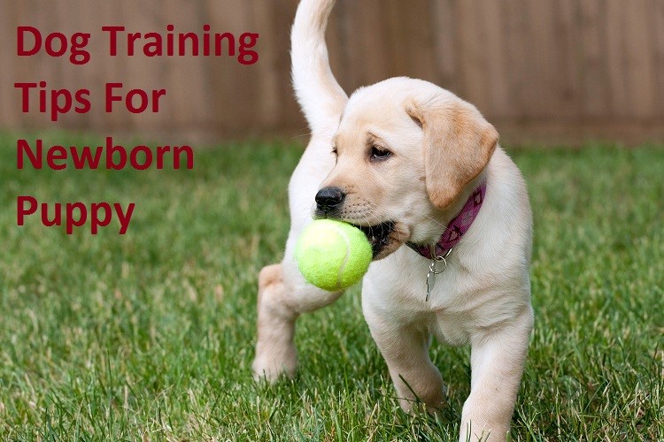 dog-training-tips.jpg