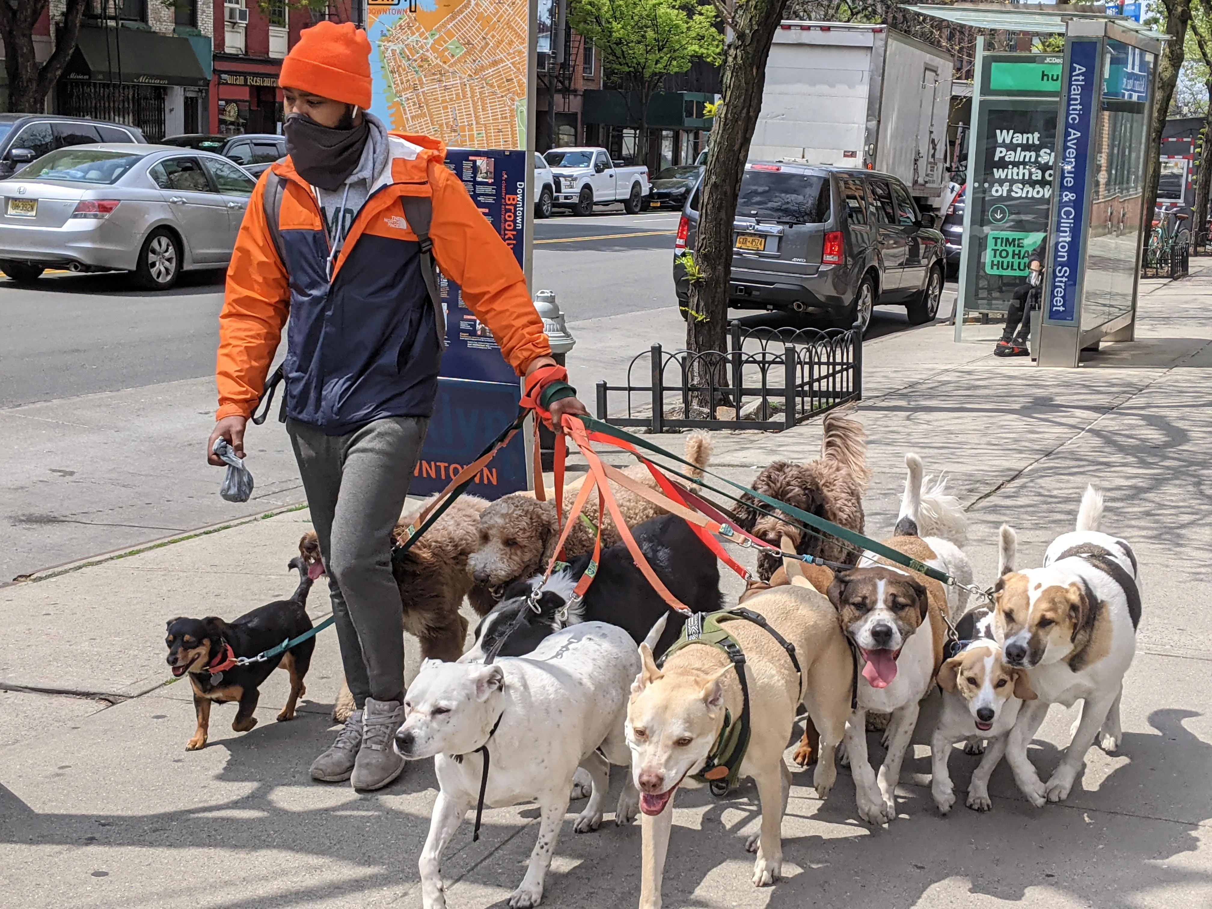 dog-walking-loads-of-dogs.jpg