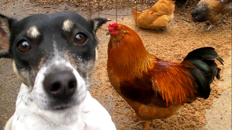 dog_and_chickens.jpg