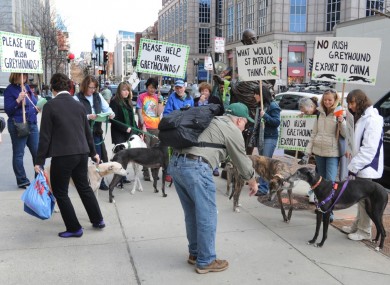 dogs-protest-boston-390x285.jpg