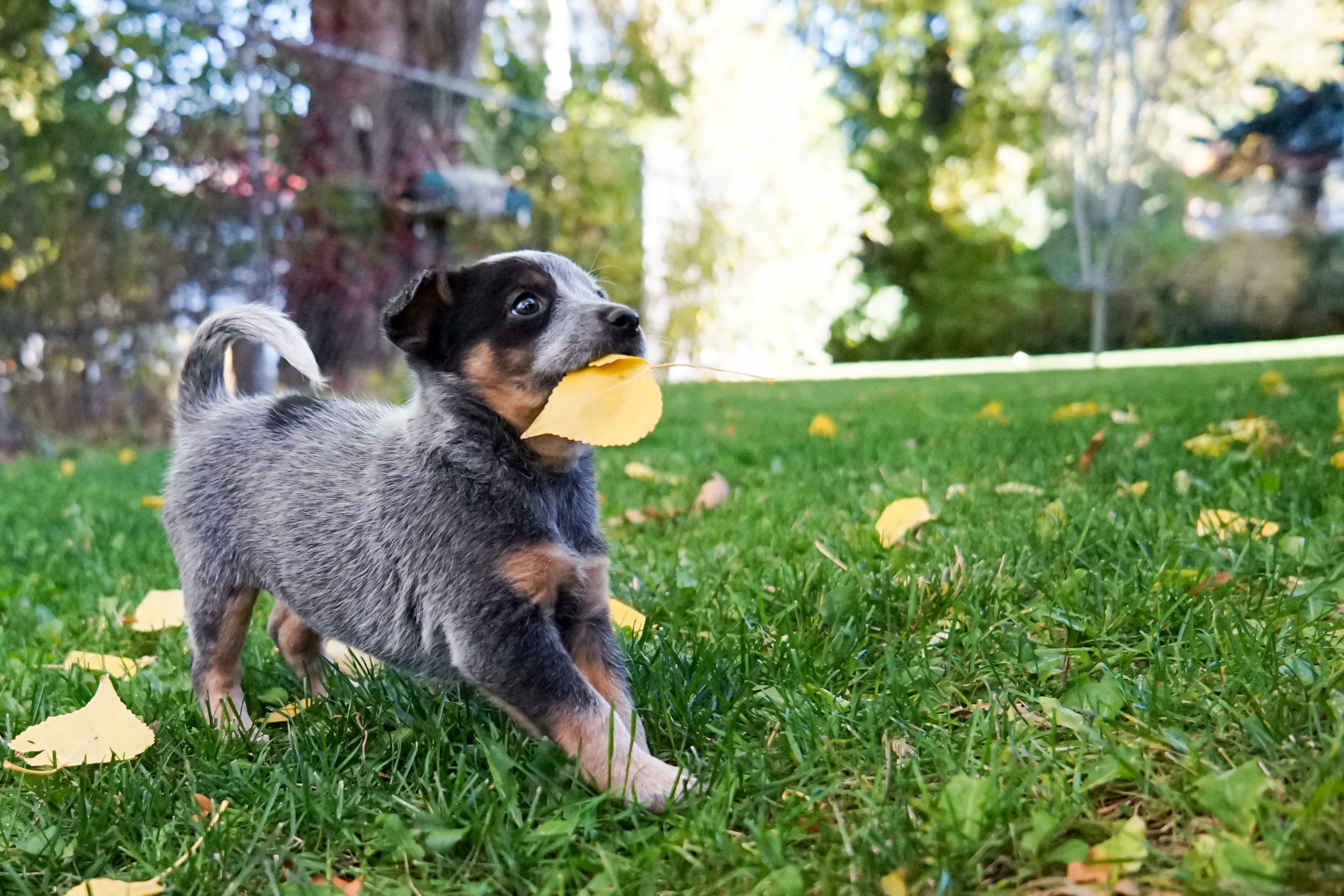 Turn Your Backyard Into A Dogs Dream Playground