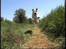Jack Russell Terrier