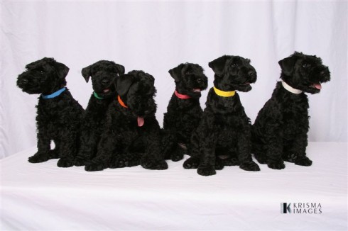 kerry blue dogs for sale