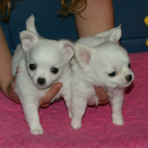 long haired chihuahua puppies. pictures of long haired