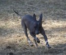 Mexican Hairless