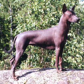 Standard Mexican Hairless
