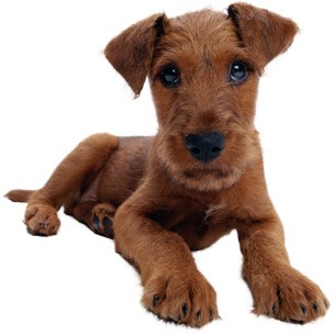 irish-terrier-puppies-for-sale-ireland