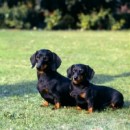 Miniature Smooth Haired Dachshund