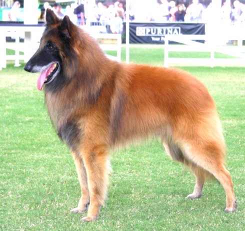 irish shepherd dog