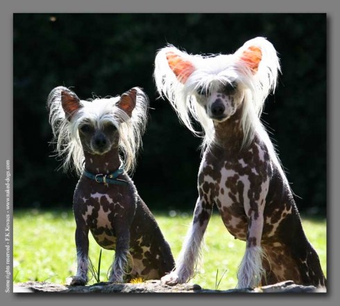 LAMINATED POSTER Black Hairless Dog View Chinese Crested 