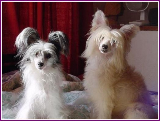brown chinese crested