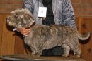 Irish Glen of Imaal Terrier