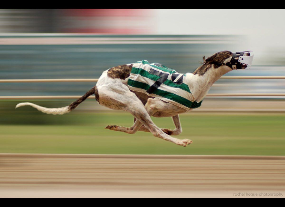 greyhound-race.jpg