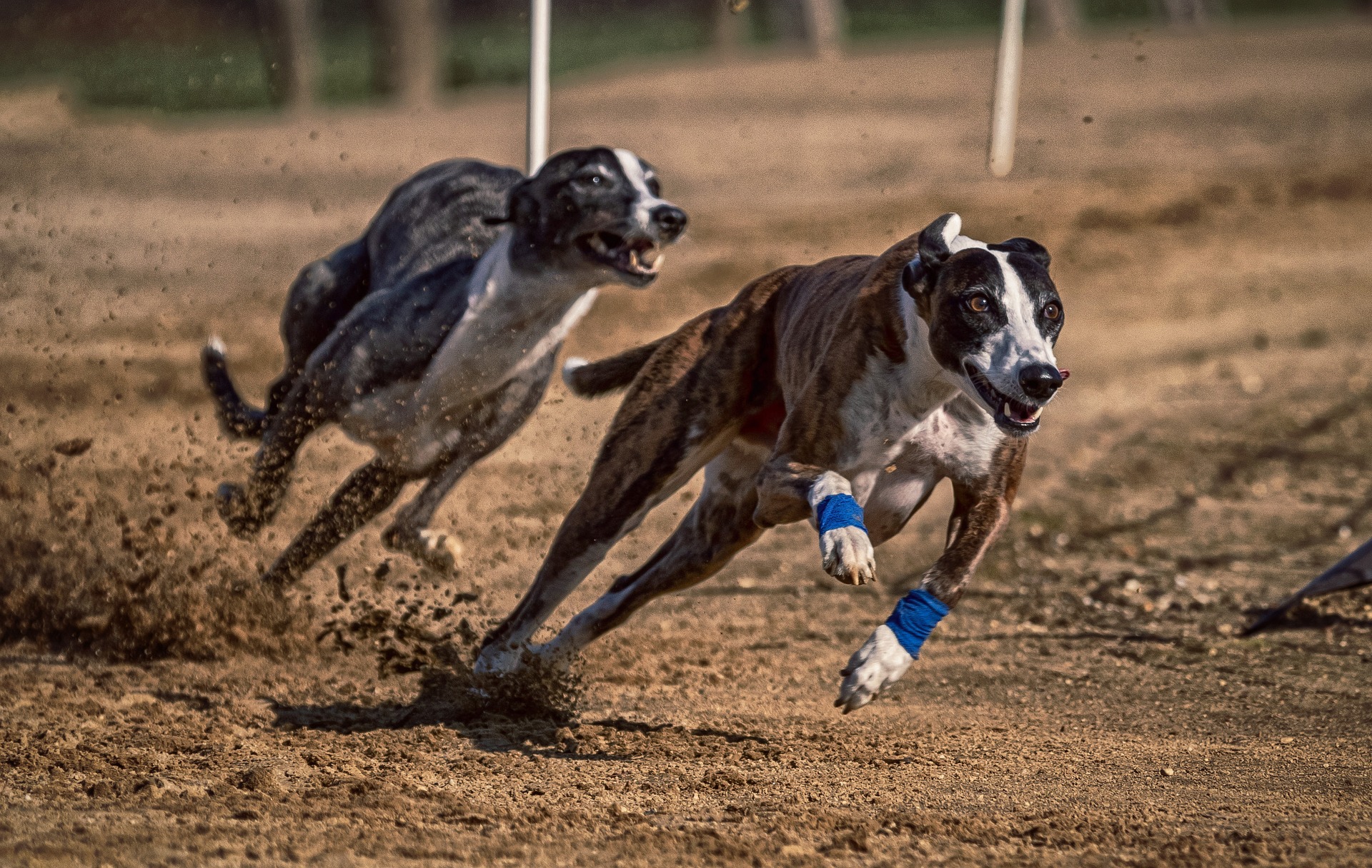 greyhound-racing.jpg