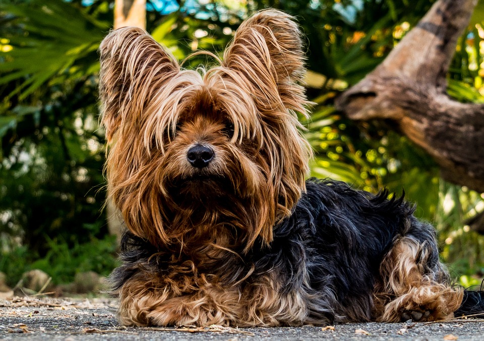 grooming-dog-yorkshire-terrier.jpg