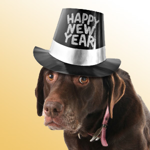 new_year_dog.jpg