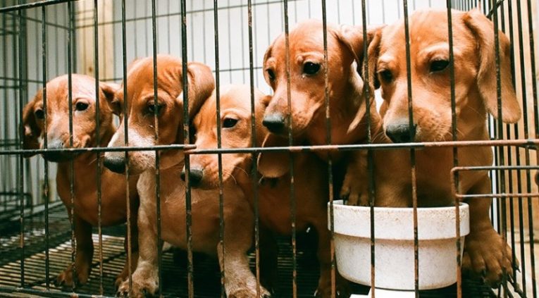 Buying Dogs In Pet Stores Isn't Much Better Than Eating Them